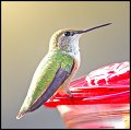 _4SB9352 female rufous hummingbird